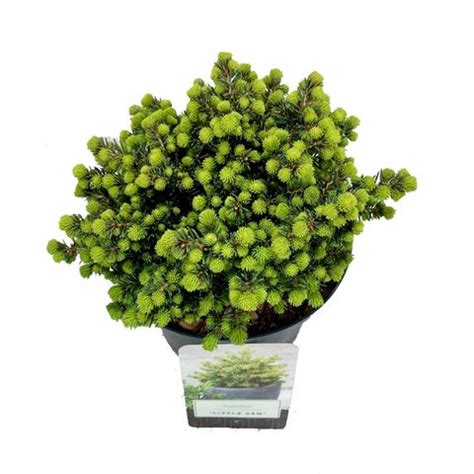Picea abies 'Little Gem' — Plant Wholesale FlorAccess