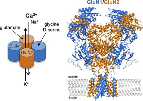 Subunit stoichiometry and subunit arrangement of GluN1/2 NMDA... | Download Scientific Diagram