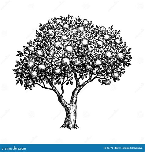 Ink sketch of apple tree. stock illustration. Illustration of retro ...