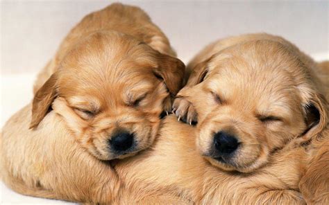 Cute Puppy Wallpapers - Wallpaper Cave