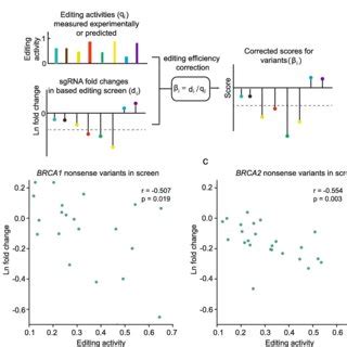 Modeling the dependence of sgRNA fold changes on sgRNA activity in base ...