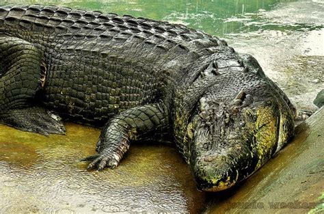 World's largest crocodile