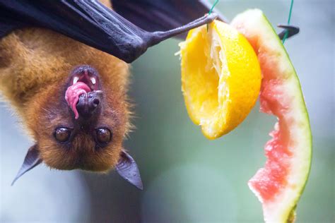 How fruit bats suffer no consequences from their high sugar diet - Earth.com