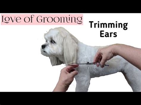 Dog ear trimming techniques [Research]