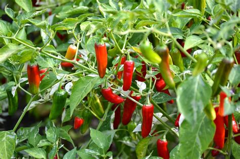 How to Grow Serrano Peppers - Plant Instructions