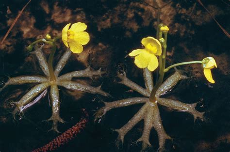 Bladderwort | Carnivorous Plant, Description, Characteristics, & Facts | Britannica