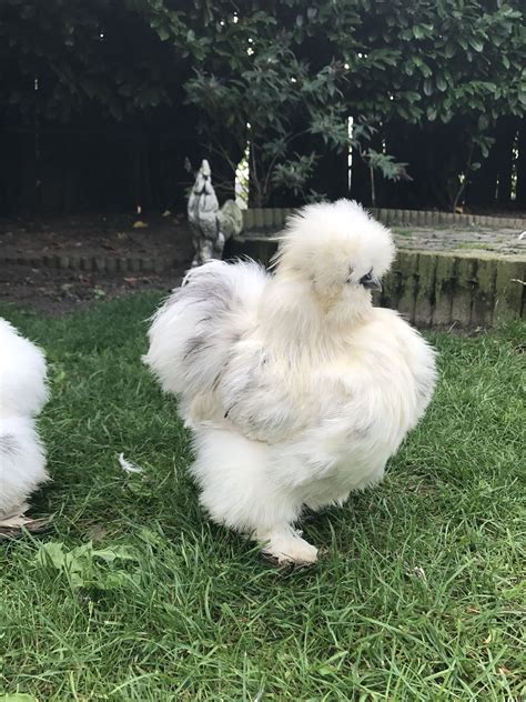 Young silkie rooster blue paint Silkie chickens