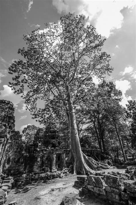 Free Images : tree, nature, forest, branch, winter, black and white ...