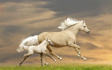 Cute Baby Horses Wallpapers - Top Free Cute Baby Horses Backgrounds - WallpaperAccess