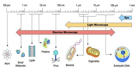 Size of Bacterial Cells Cell Theory, Eukaryotic Cell, Hydrogen Bond ...