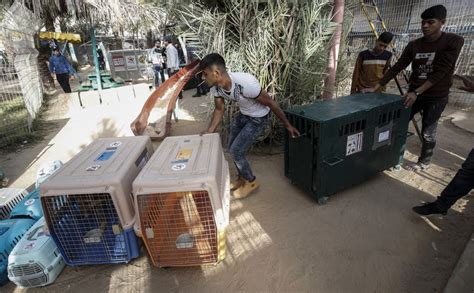 Gaza Zoo Animals Get New Life in Jordan Reserve | Al Bawaba