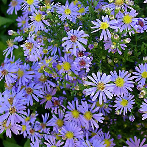 Buy Smooth Blue Aster (Aster laevis) Seeds Online | Elk Mound Seed Co.