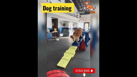 dog training - YouTube