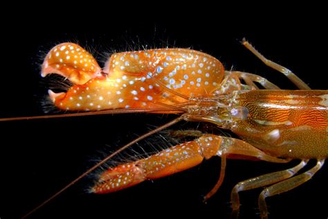 Snapping shrimp (Alpheus sp) from West Africa | an undescrib… | Flickr