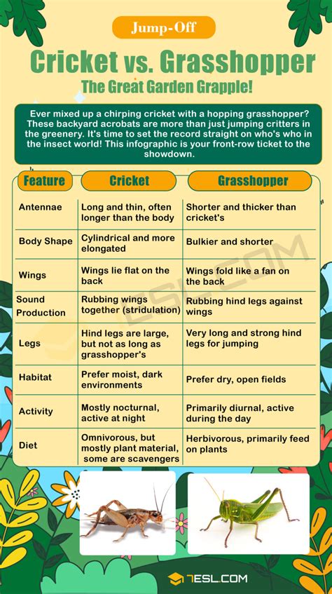 Cricket vs. Grasshopper: What's the Differences? • 7ESL