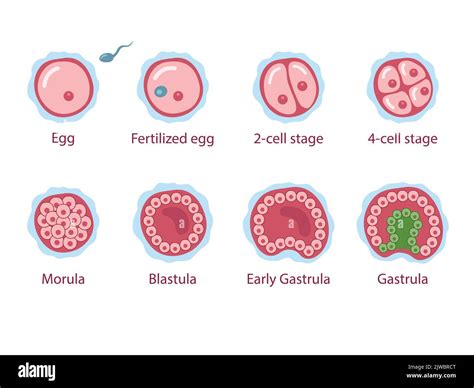 Zygote to fetus hi-res stock photography and images - Alamy