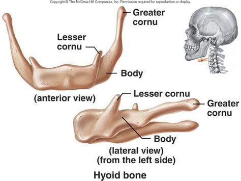 Hyoid bones : cosist of body , greater and lesser cornu(greater and lesser horns) | Basic ...