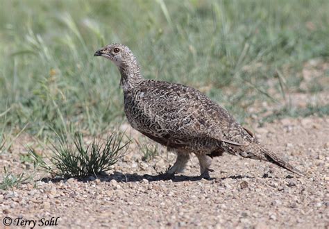 Greater Sage Grouse Photos - Photographs - Pictures