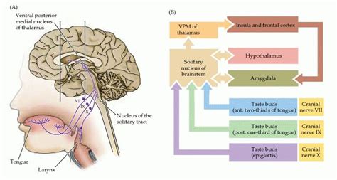 Gustatory receptors | Sensory systems | Pinterest | Search and Sensory ...