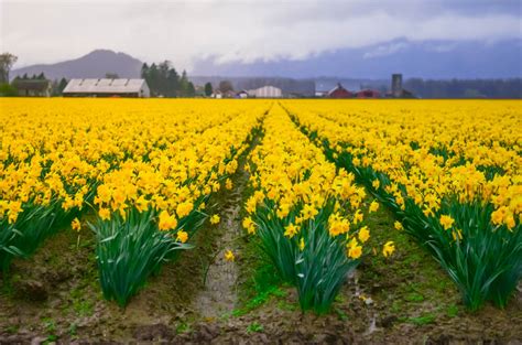 Skagit Valley Daffodils: Where to Find Them + Festival Facts!