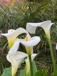 20 Gorgeous Arum Lily Varieties | Horticulture.co.uk