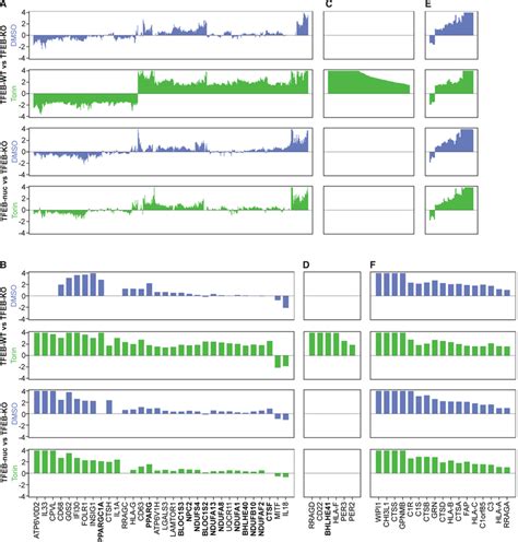 TFEB Target Genes Are Differentially Sensitive to Nuclear TFEB TFEB-KO,... | Download Scientific ...