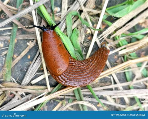 Arion Lusitanicus - Red Spanish Slug Invasion in Gardens in Europe ...