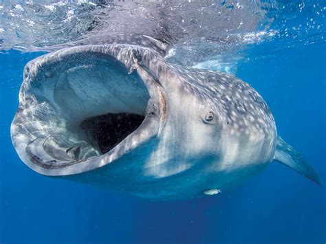 The Whale Shark | California Diving News