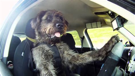 Meet Monty. The World's First Driving Dog. - YouTube