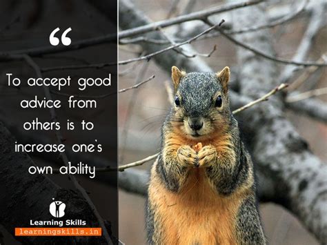 Quote of the day | Squirrel funny, Animals, Squirrel