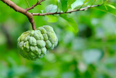 Custard Apple on the Tree in the Garden. Stock Image - Image of growing, fruit: 99360405