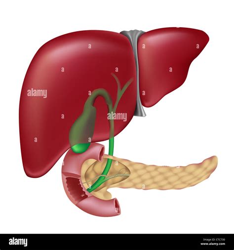 Liver And Gallbladder Diagram – NBKomputer