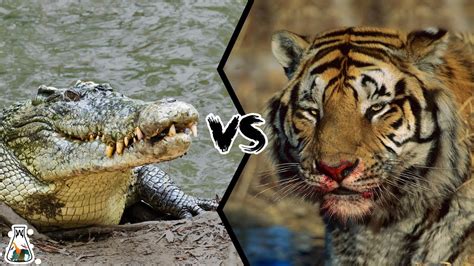 Crocodile Vs Tiger