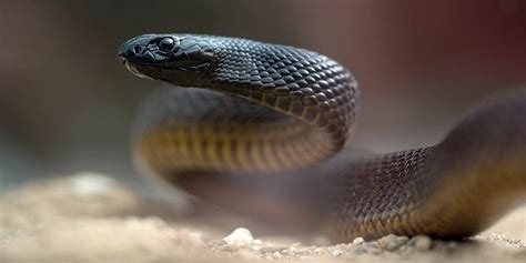 Inland taipan – the most venomous snake | DinoAnimals.com