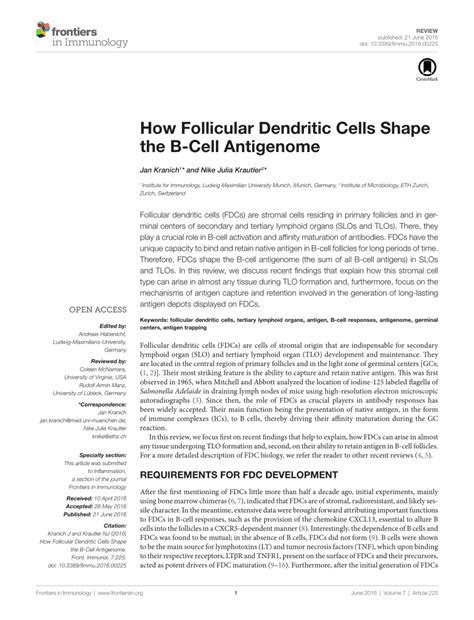 (PDF) How Follicular Dendritic Cells Shape the B-Cell Antigenome