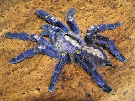 Microscopic analysis of blue tarantula inspires production of nanostructures