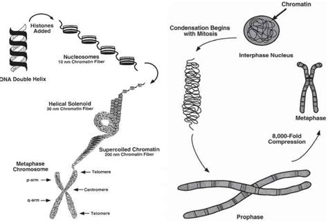 Chromosomes Fully Condensed In Chromatid Form - Molecular Medicine