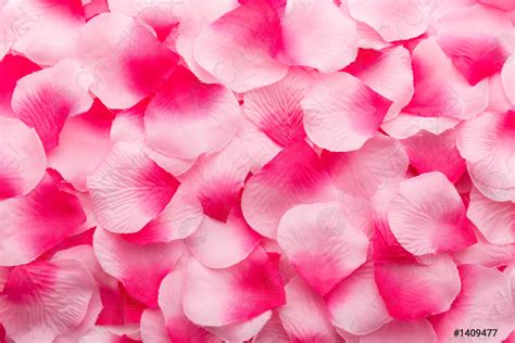 Pink rose petals - stock photo 1409477 | Crushpixel