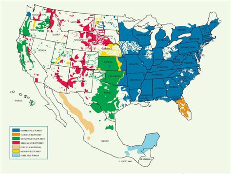 The 5 Wild Turkey Subspecies in North America (With Photos) - Owlcation