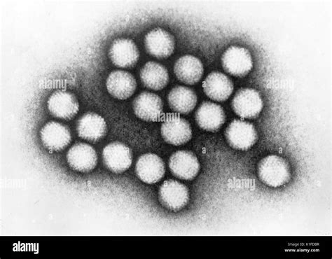 Adenovirus electron hi-res stock photography and images - Alamy