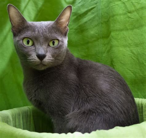 Korat Info, Personality, Kittens, Pictures | Cat Breed Selector