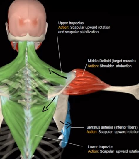 Shoulder abduction muscles - grosssit