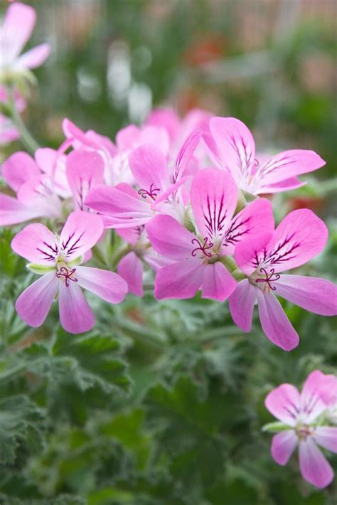 15 of the Best Scented Geranium Varieties | Gardener’s Path