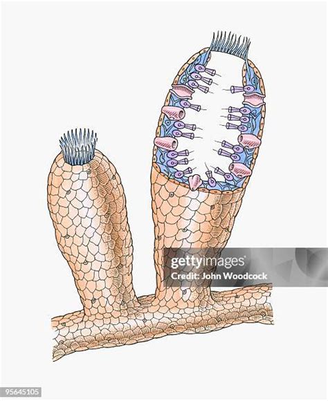 Sponge Anatomy Photos and Premium High Res Pictures - Getty Images