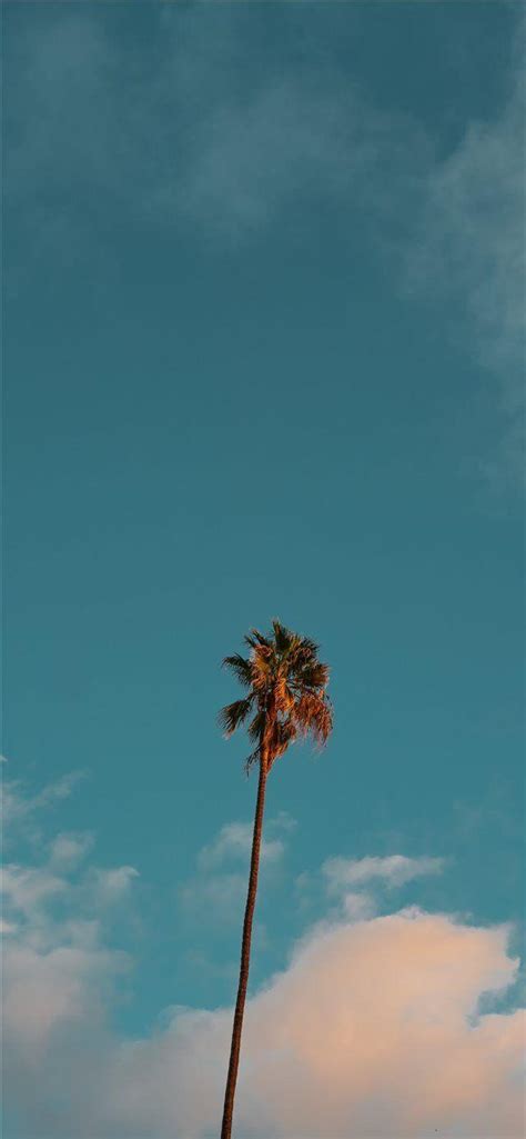 Blue Palms Wallpapers - Wallpaper Cave