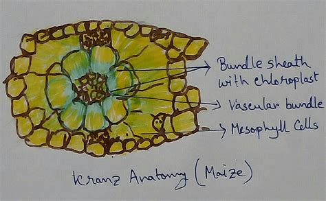 Kranz Anatomy Diagram