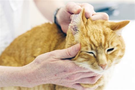 Ear Infections in Cats | ASPCA Pet Health Insurance