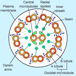 What is the Difference Between Dynein and Kinesin - Pediaa.Com