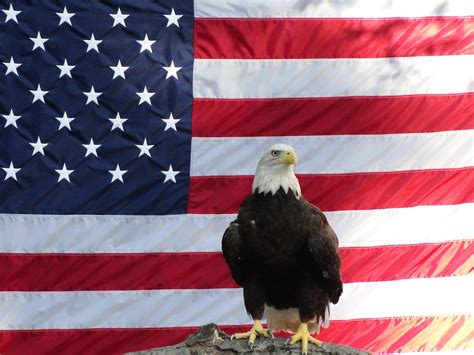 Bold Eagle and American Flag by Chowen2001 on DeviantArt