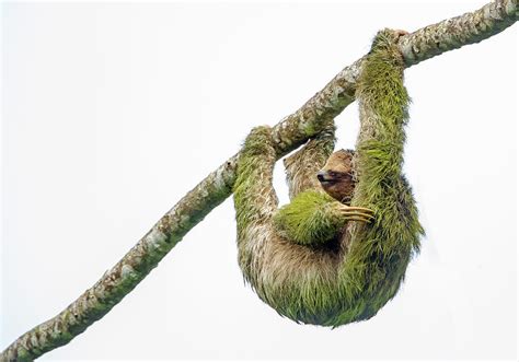 Three-toed Sloth Hanging From Branch Photograph by Panoramic Images - Fine Art America